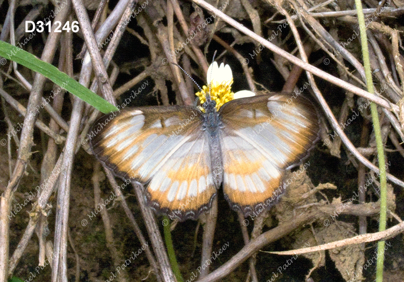 South American Mestra (Mestra hersilia)